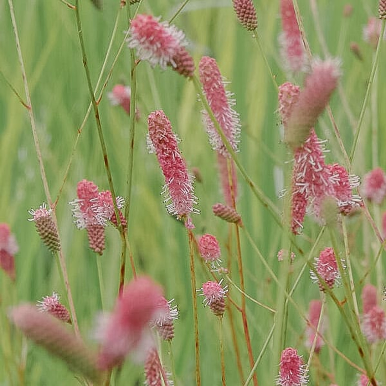 Luppio Rock and Roll, Loukykvět