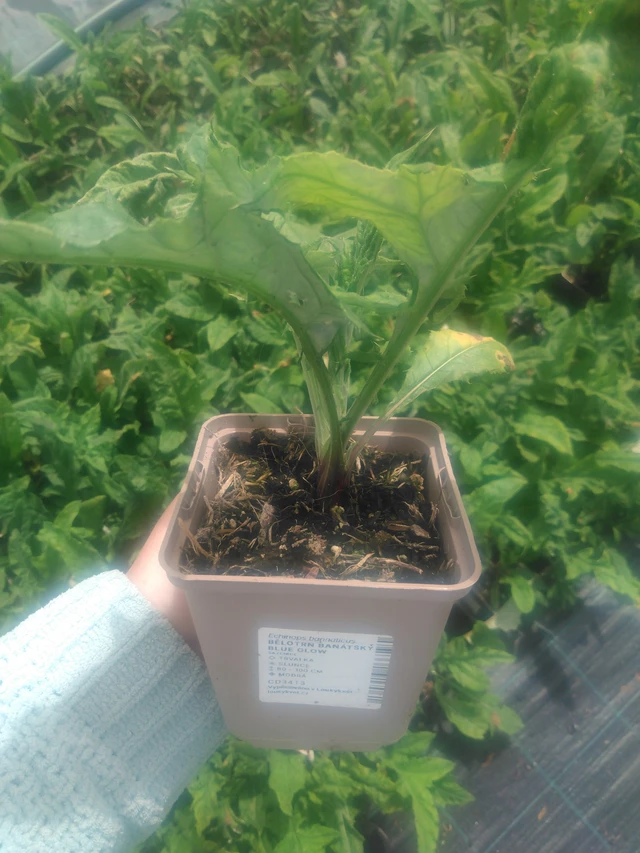 Balkaninpallo-ohdake Blue Glow - 2024