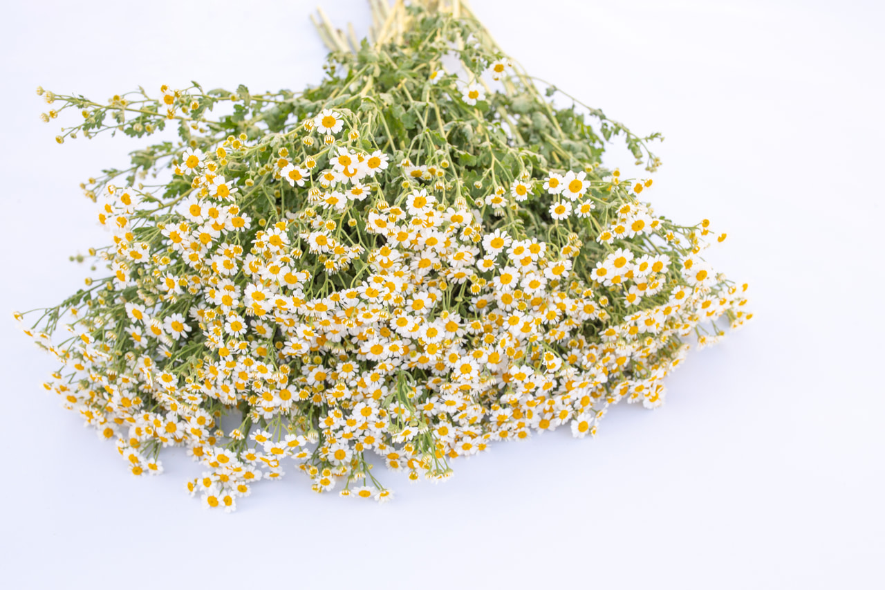 Reunuspietaryrtti Victory Single White, Loukykvět