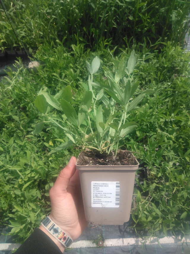 Tuoksuherne Red Pearl - 2024