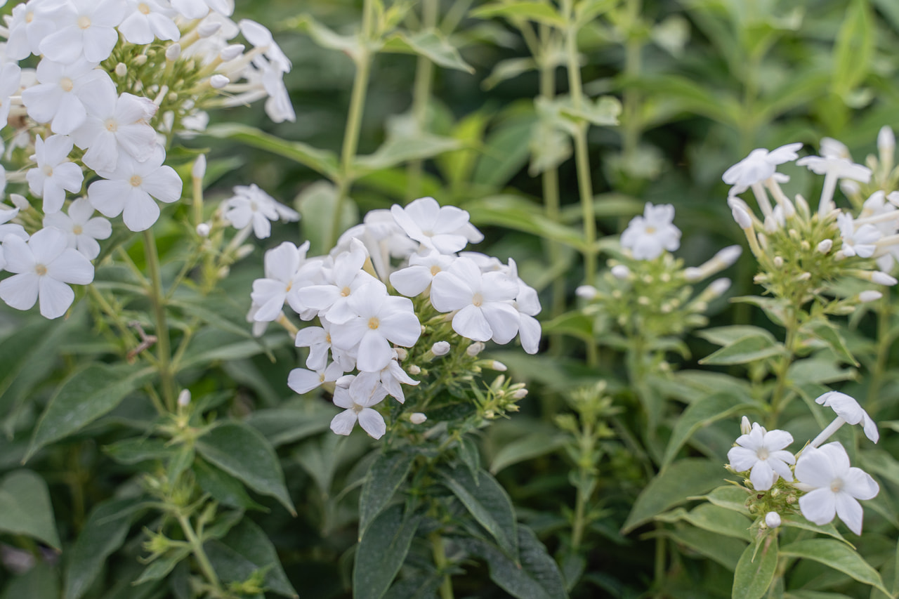 Leimu White Clouds, Loukykvět