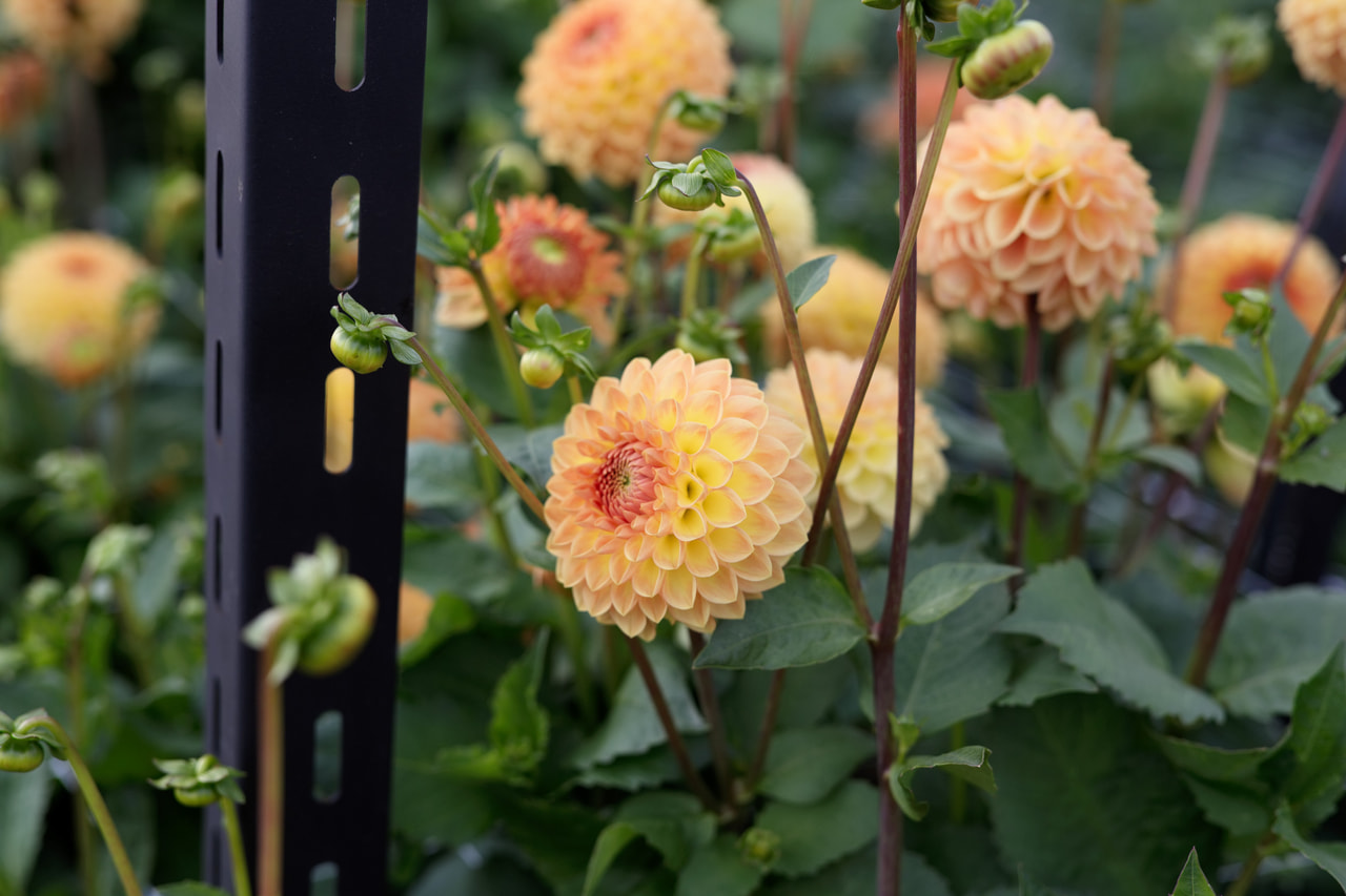 Dália Blyton Softer Gleam, Loukykvět