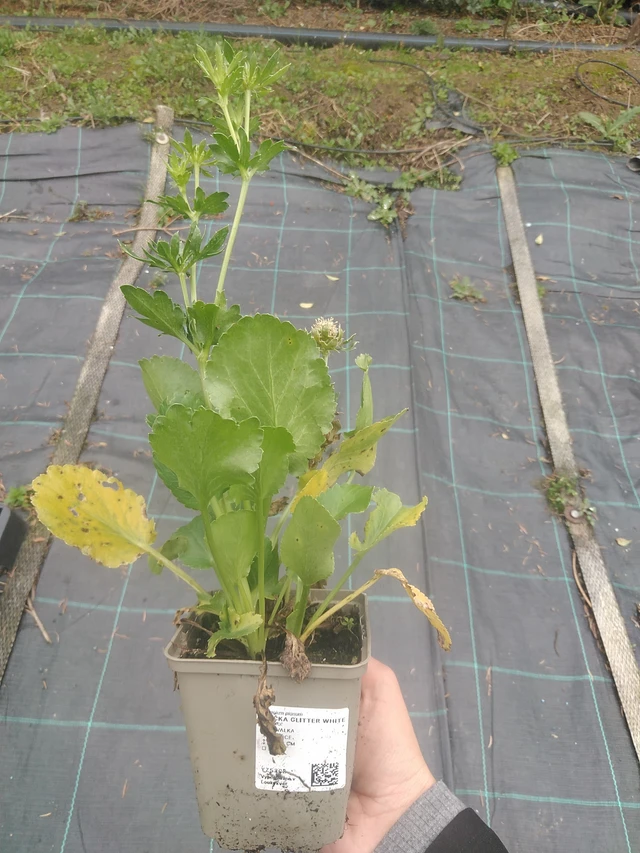 Eringio Glitter White - 10. 10. 2025