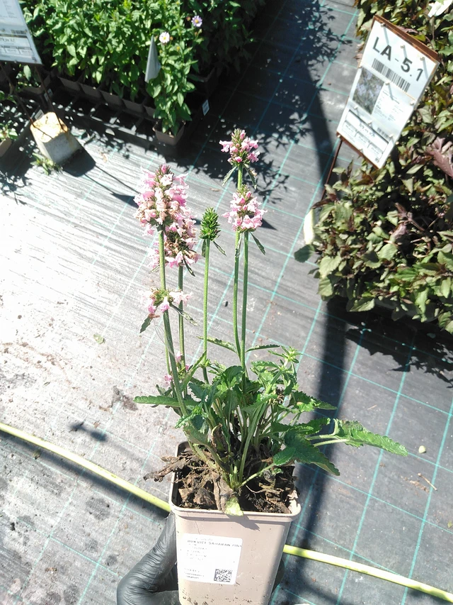 Betónica Saharan Pink - 19. 8. 2025