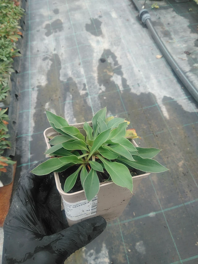 Limonium tataricum - 10. 9. 2025