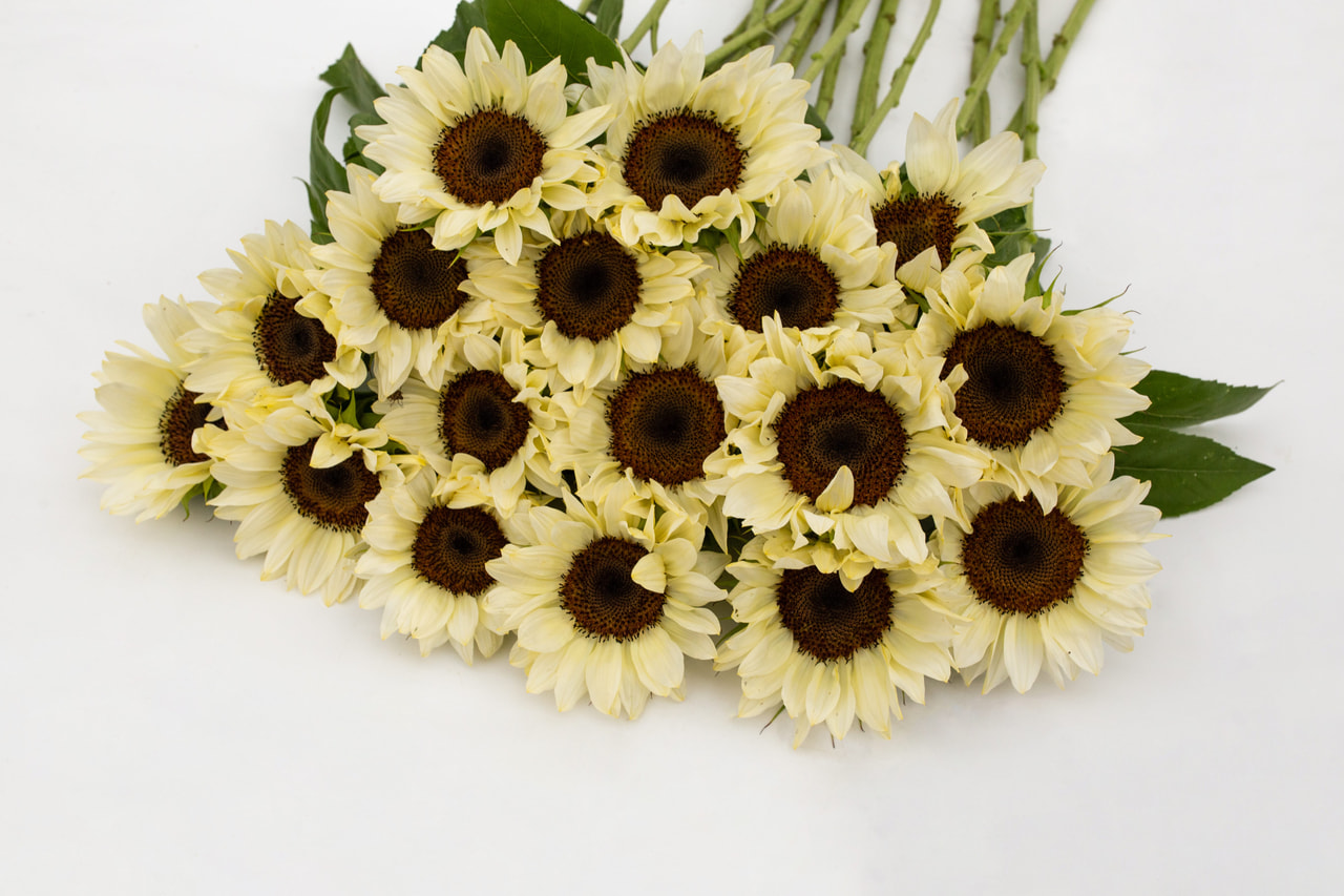 Auringonkukka ProCut White Nite, Loukykvět