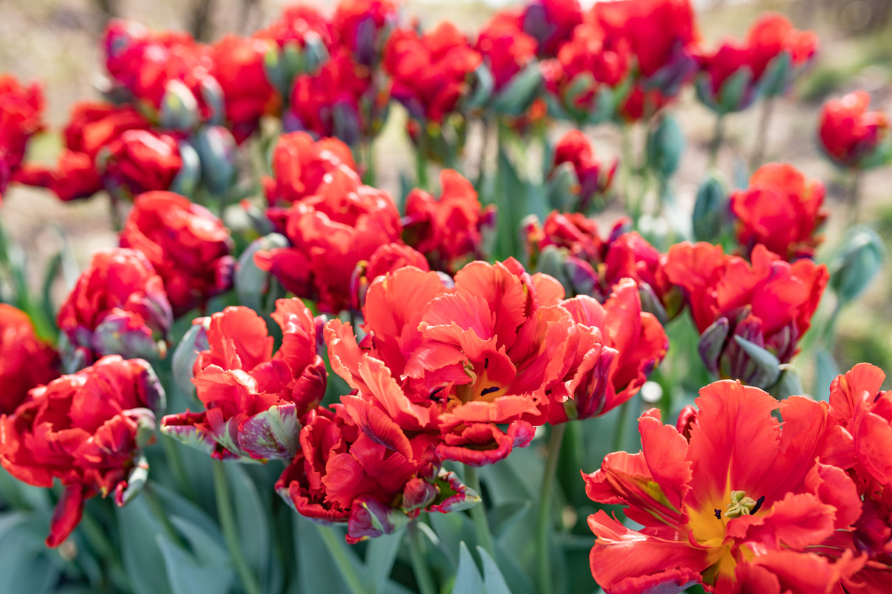 Tulppaani Rocco Double, Loukykvět