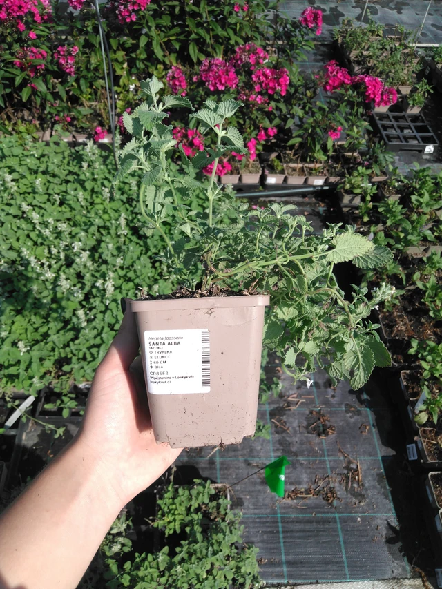 Kissanminttu Alba - 2024