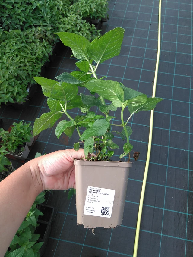 Väriminttu Schneewittchen - 11. 7. 2025