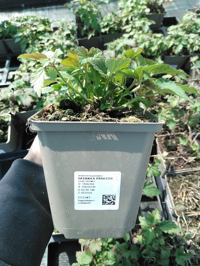 Syysvuokko Praecox - 13. 5. 2025