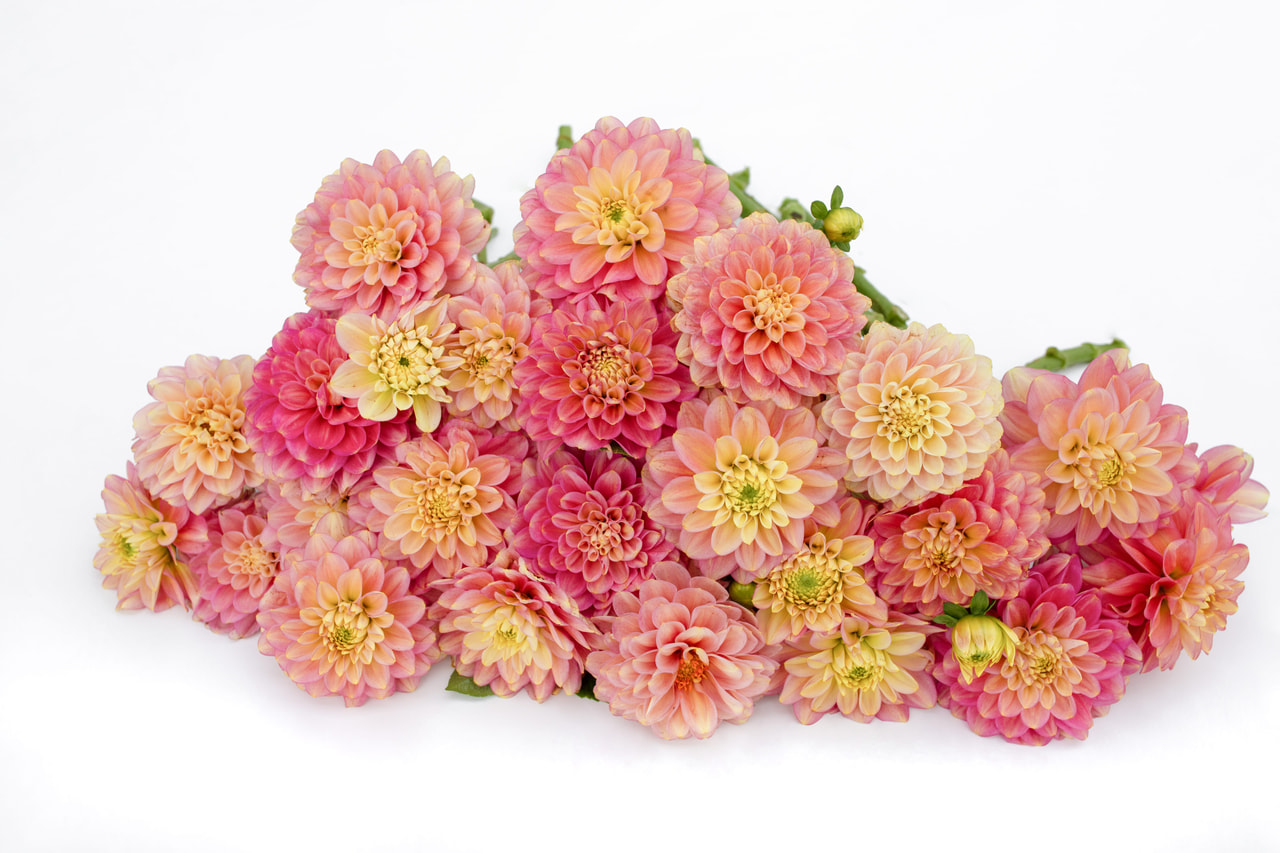 Daalia Milena Fleur, Loukykvět