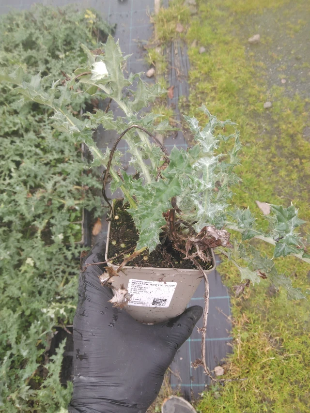 Pallo-ohdake Arctic Glow - 23. 10. 2025