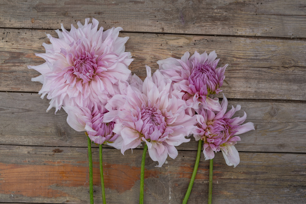 Daalia Shiloh Noelle, Loukykvět