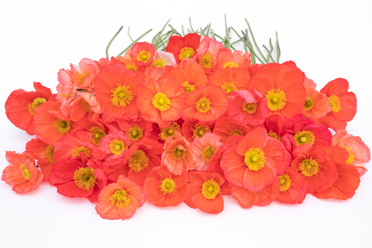 Unikko Champagne Bubbles Pink, Loukykvět