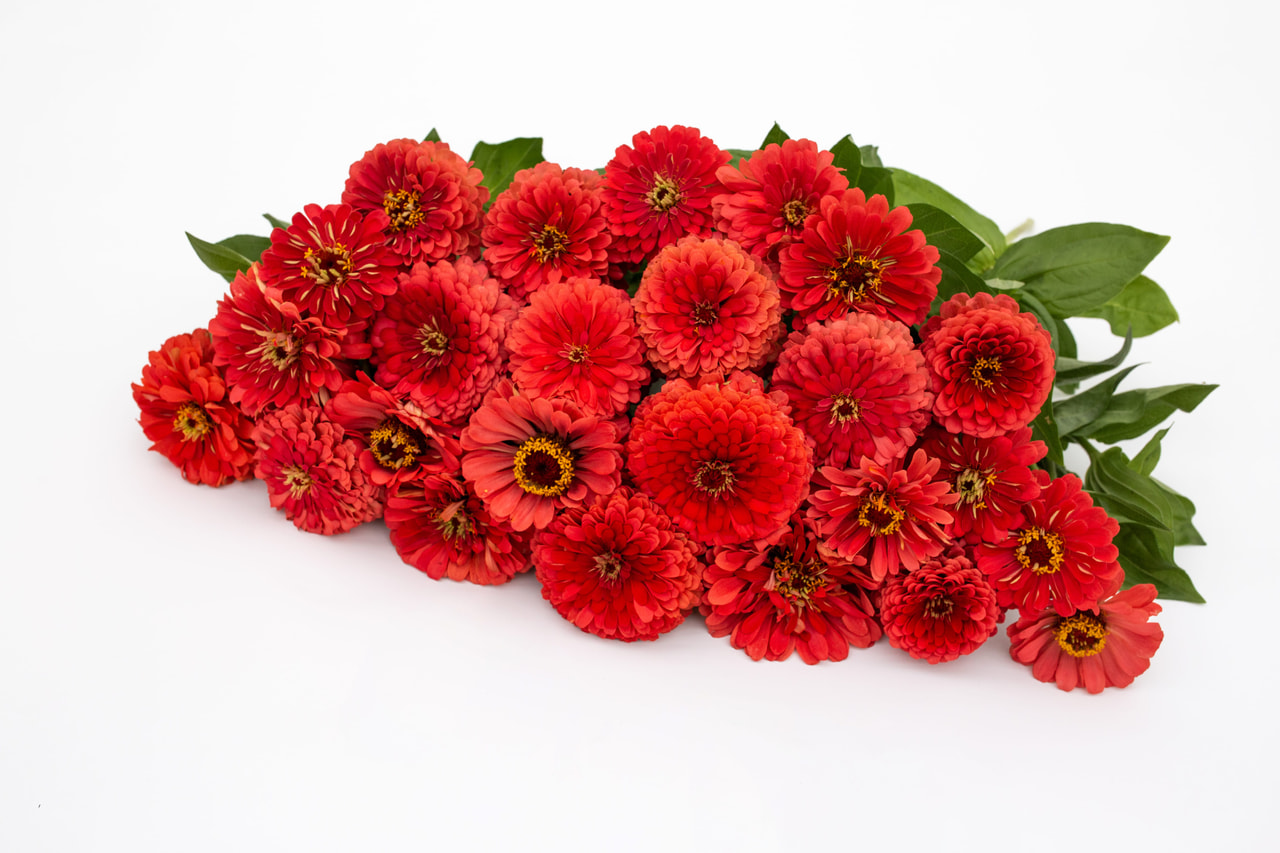 Cínie Benary’s Giant Coral, Loukykvět