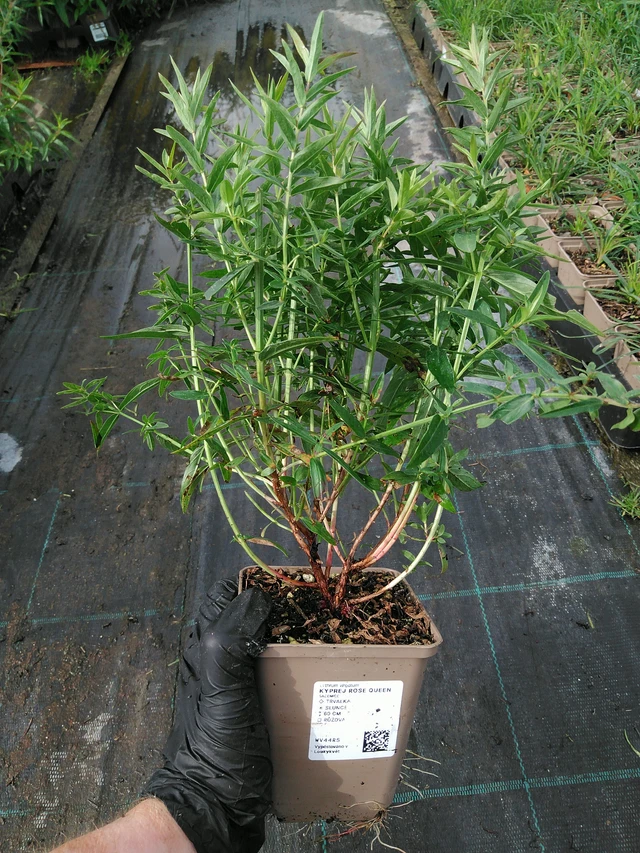 Rantakukka Rose Queen - 10. 9. 2025