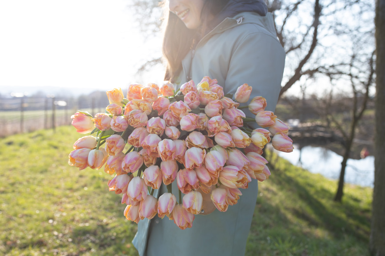 Tulppaani Creme Upstar, Loukykvět