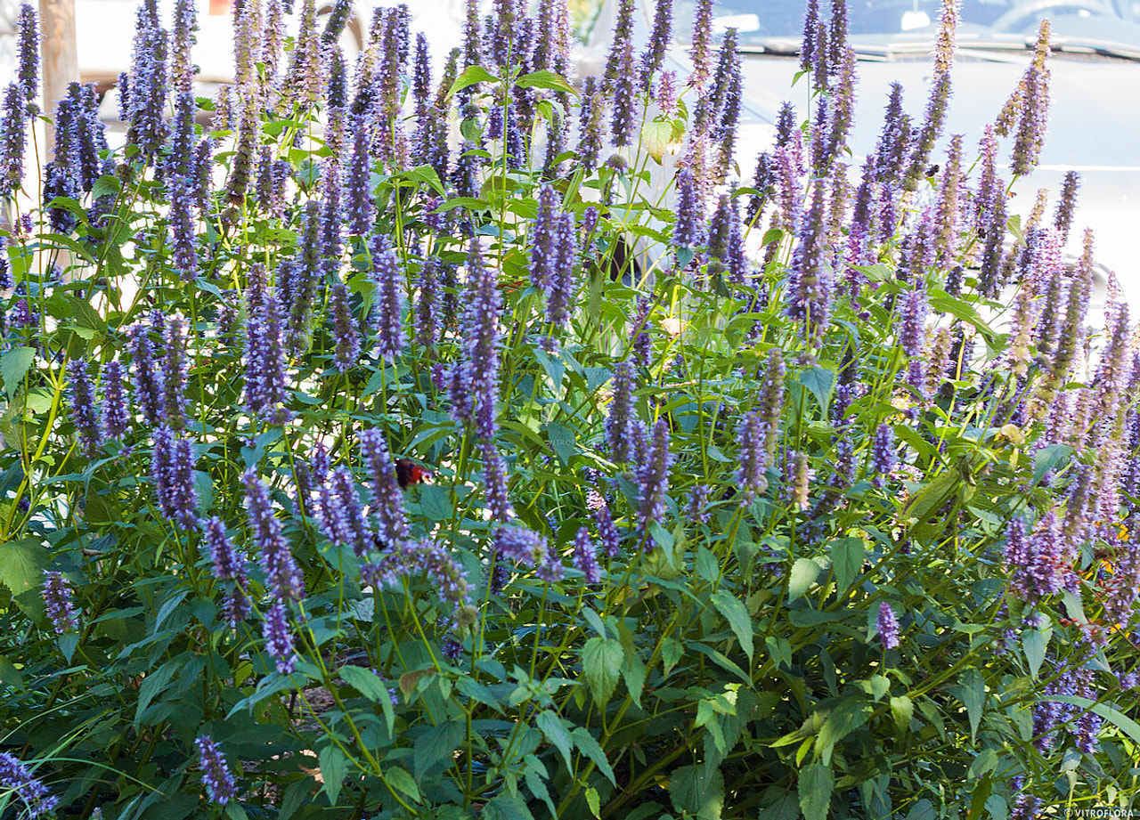 Jätti-iiso Black Adder, Loukykvět