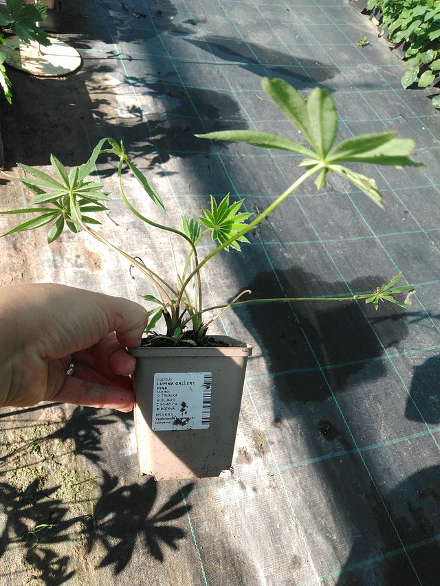 Lupiini Gallery Pink - 19. 8. 2025