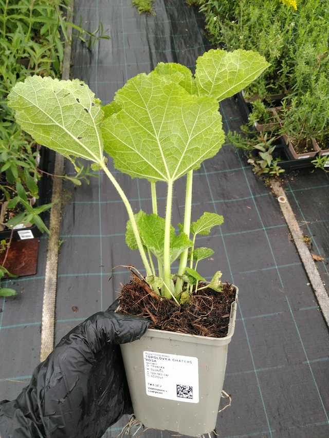 Salkoruusu Chaters Rosa - 10. 9. 2025