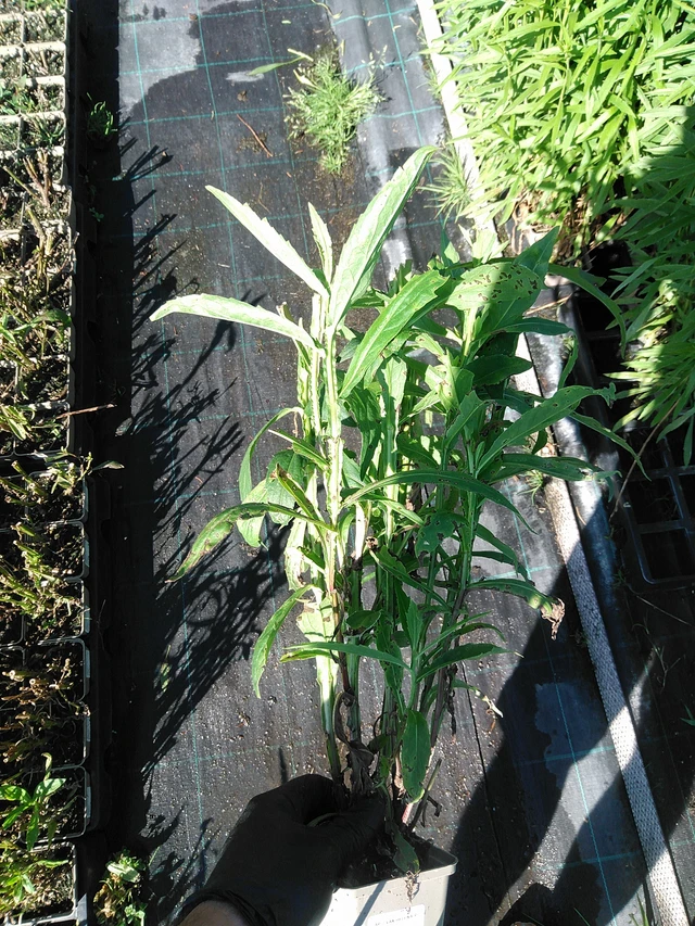 Hohdekukka Helena Red Shades - 19. 8. 2025