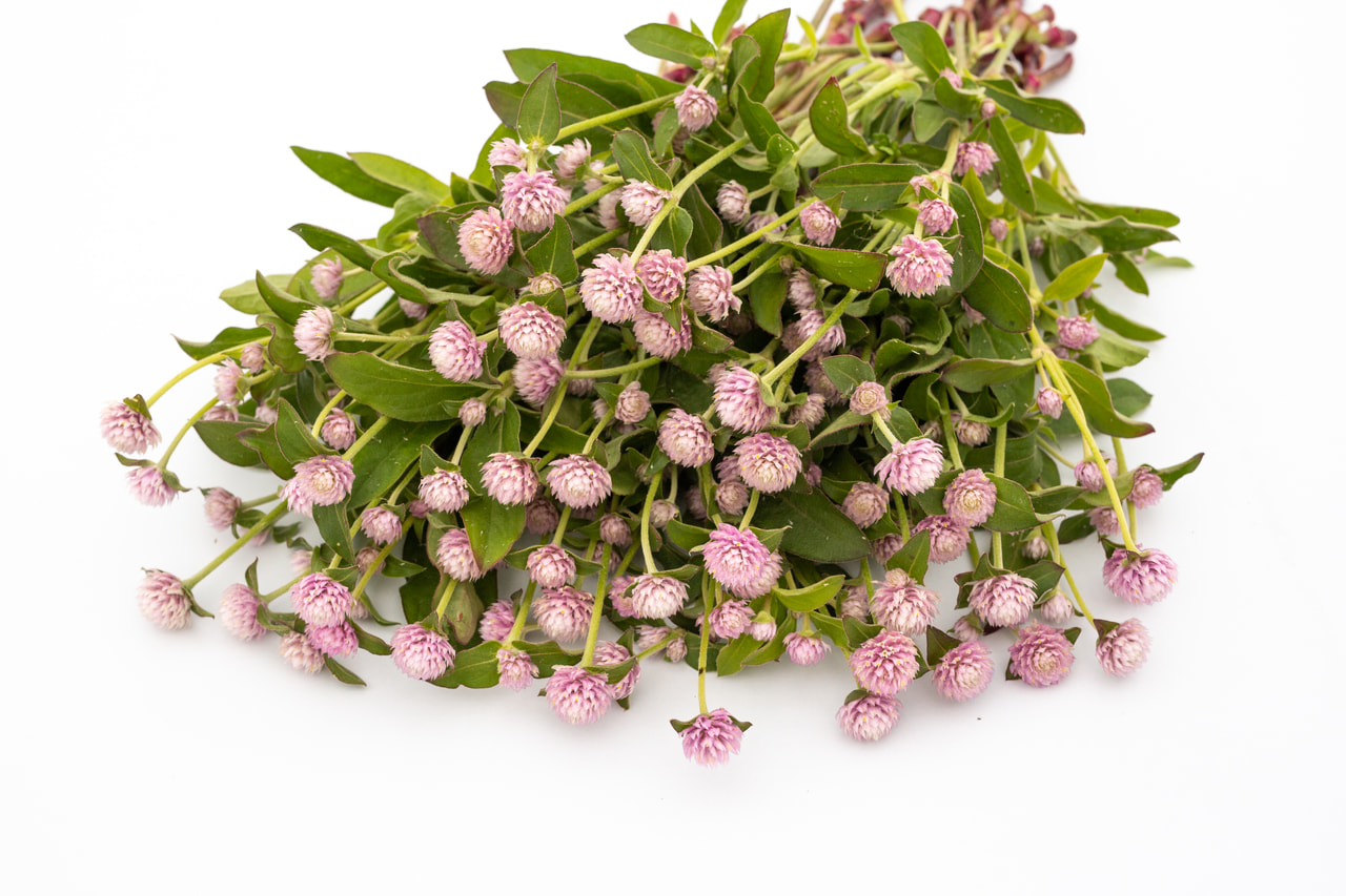 Pyöröpallohäntä QIS Pink, Loukykvět