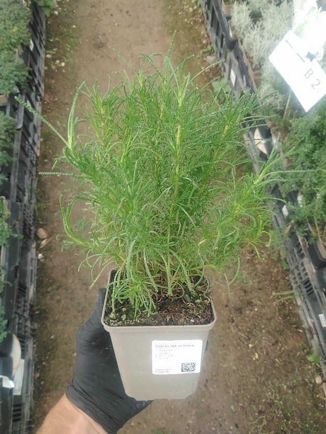 Vihersantoliina - 10. 9. 2025