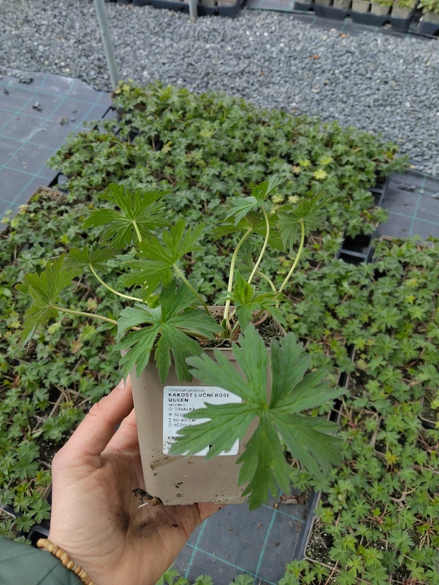 Kyläkurjenpolvi Rose Queen - 21. 4. 2026