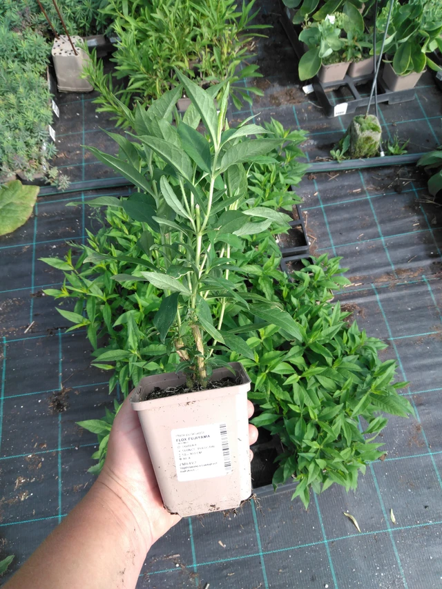 Syysleimu Fujiyama - 2024