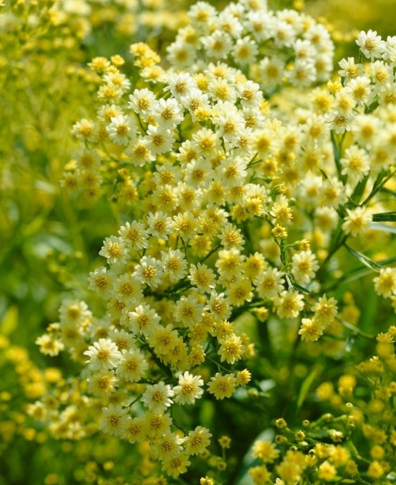 Solidaster Lemore, Loukykvět