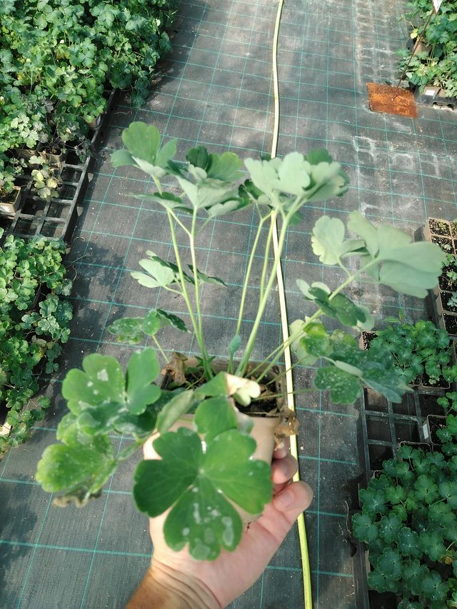 Lehtoakileija Blue Barlow - 19. 8. 2025