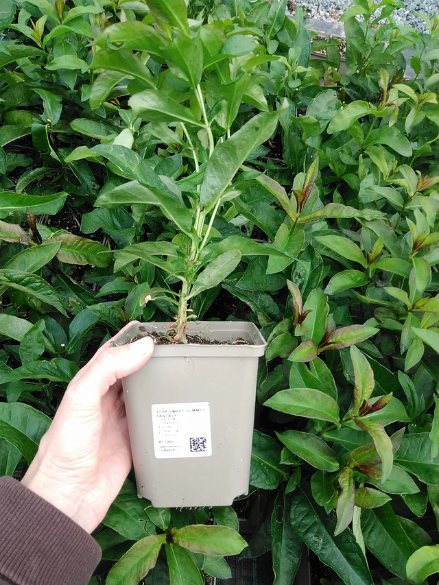 Leimu Sweet Summer Fantasy - 9. 6. 2025