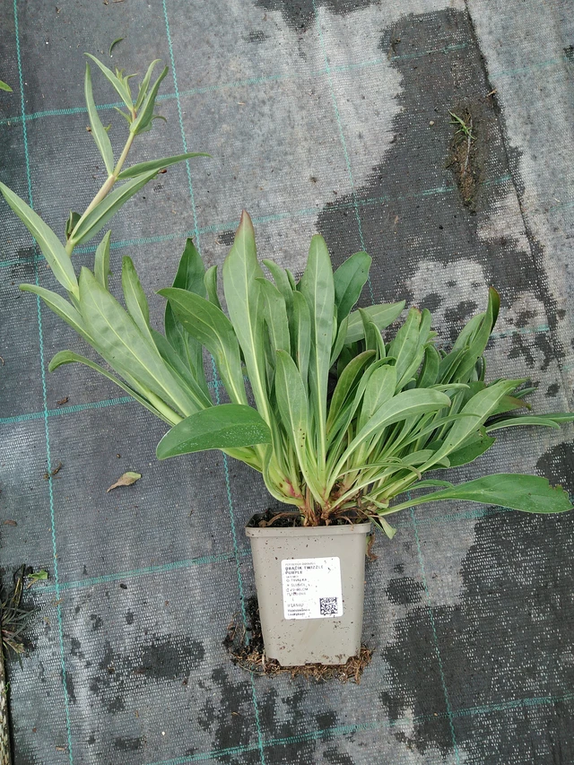 Partapipo Twizzle Purple - 10. 9. 2025