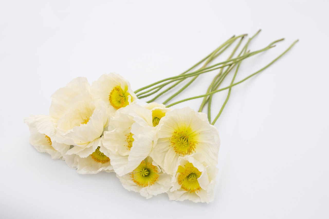 Valmue Colibri Bianco, Loukykvět