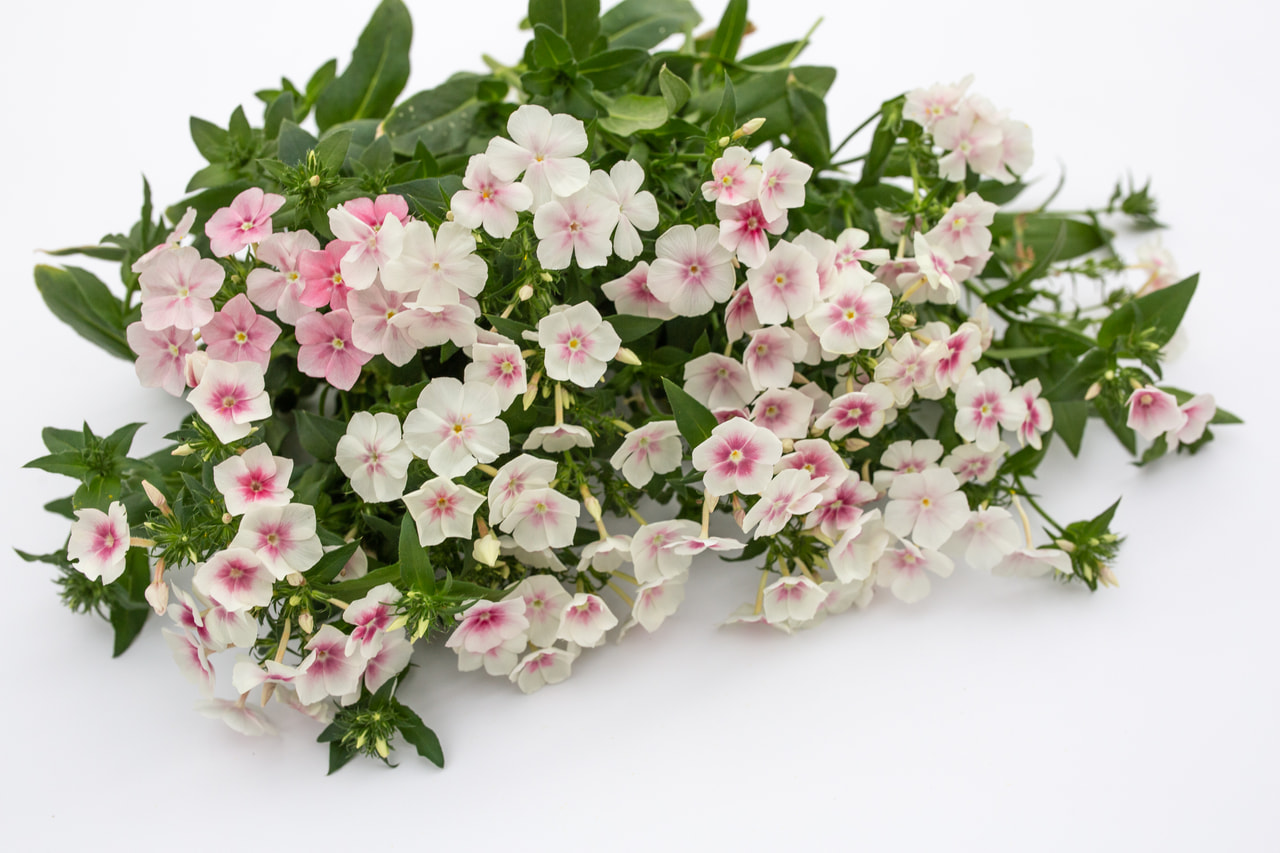 Floks Blushing Bride, Loukykvět