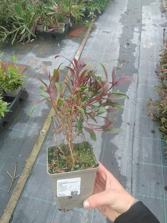 Prachtkaars Siskiyou Pink - 10. 10. 2025