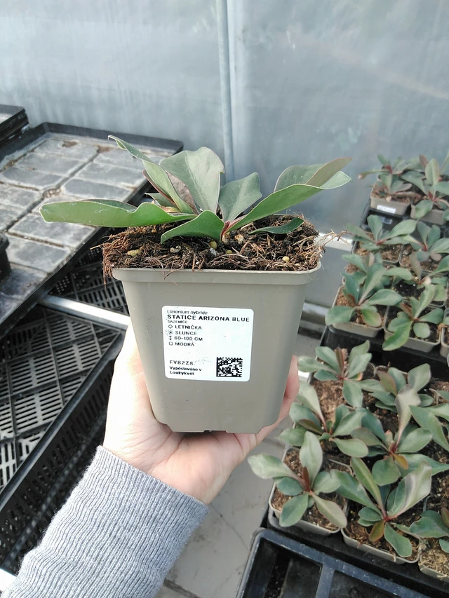 Estatice Arizona Blue - 15. 5. 2025