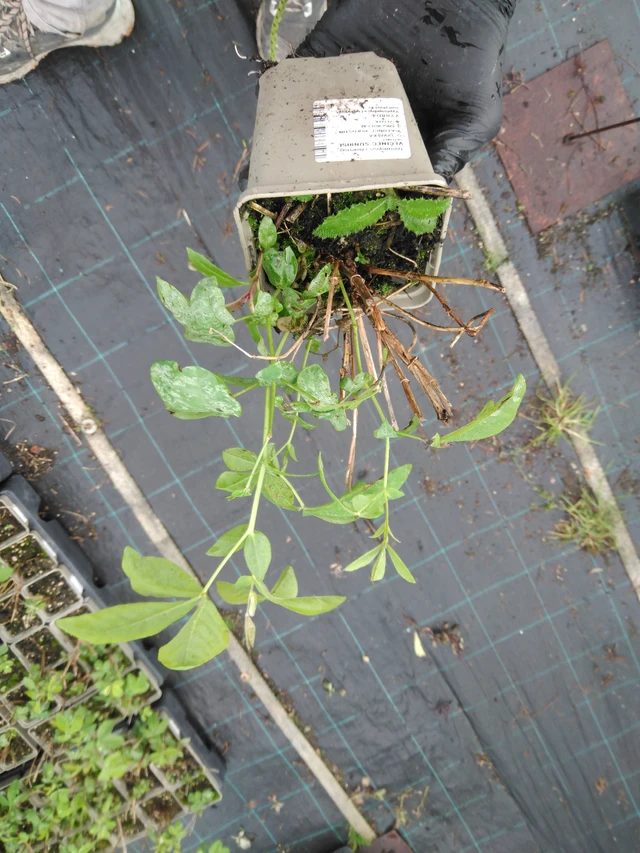 Revonpapu Sunrise - 23. 10. 2025