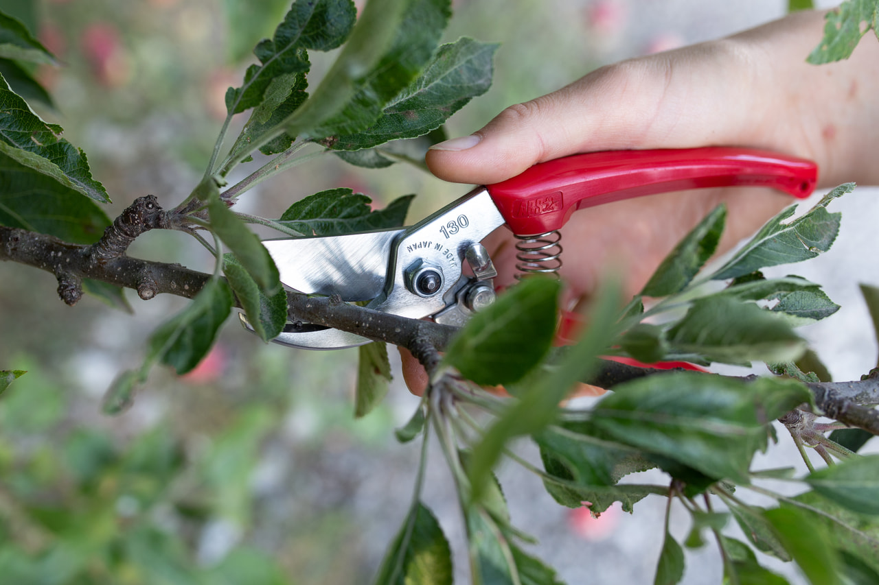 Sécateur pour tiges épaisses et branches, Loukykvět