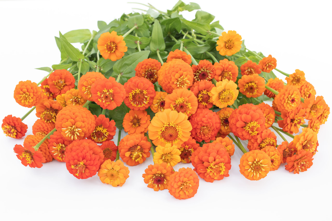 Zinnia Lilliput Orange, Loukykvět