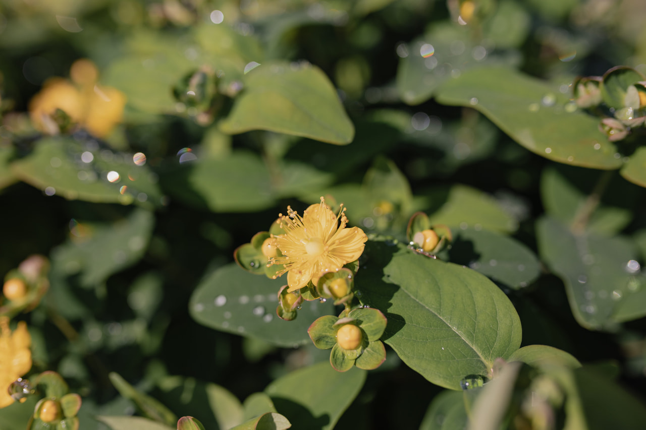 Hipérico Globo Coral, Loukykvět
