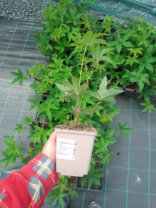 Preeria-angervo Venusta - 2024