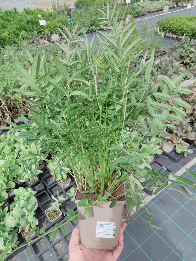 Sanguisorba Pink Tanna - 2024