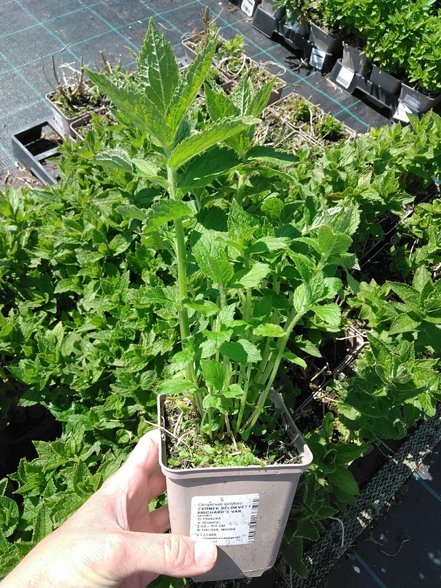 Maitokello Prichard's Var. - 13. 5. 2025