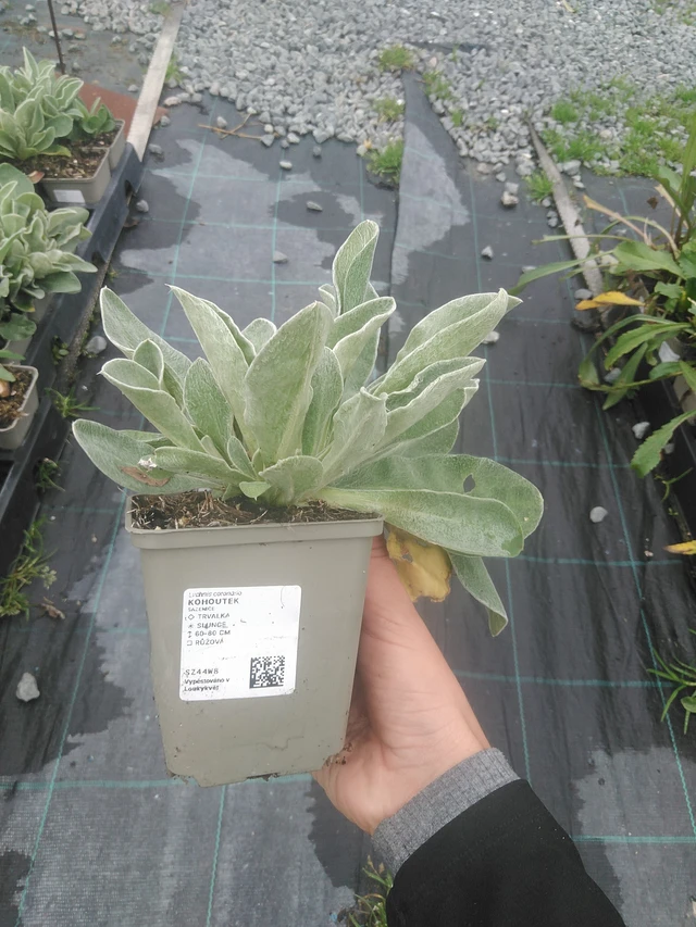 Lychnis - 10. 10. 2025