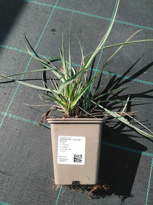 Sorghastrum Yellow Konza - 16. 7. 2026