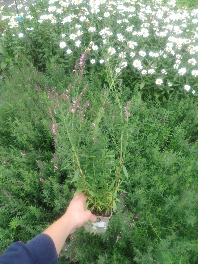 Hisopo Roseus - 2024