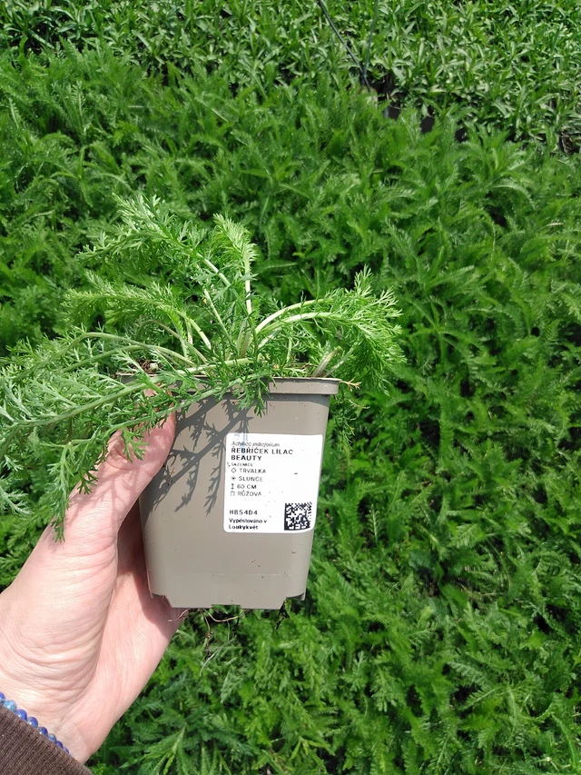 Siankärsämö Lilac Beauty - 9. 6. 2025