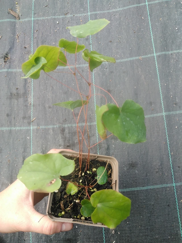 Epimedium Yenomoto - 17. 7. 2025