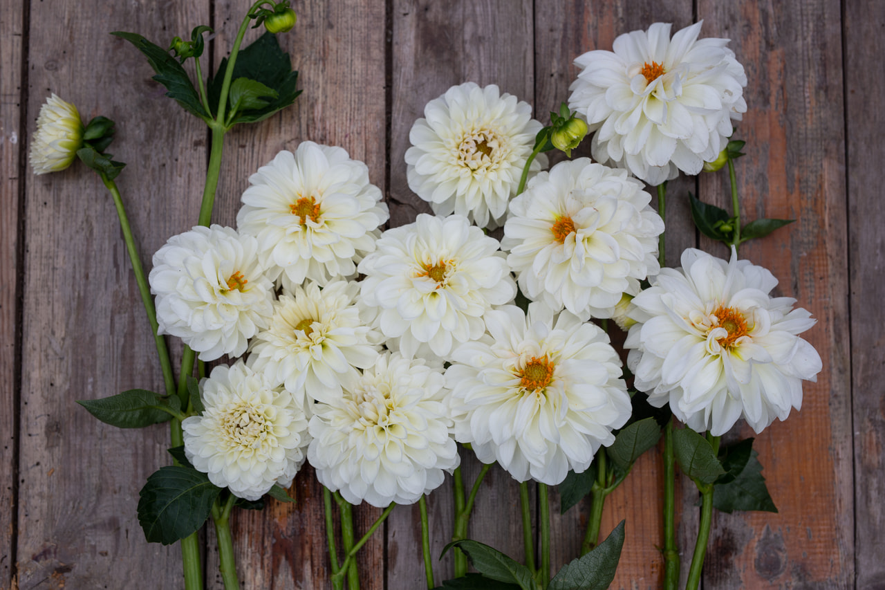 Daalia Boom Boom White, Loukykvět